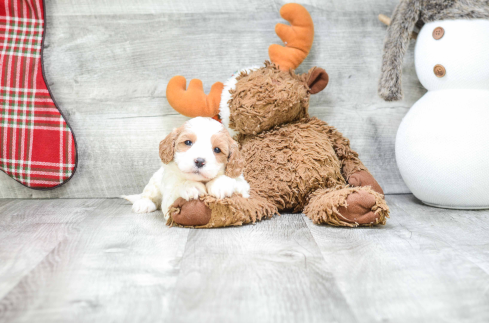 Best Cavapoo Baby