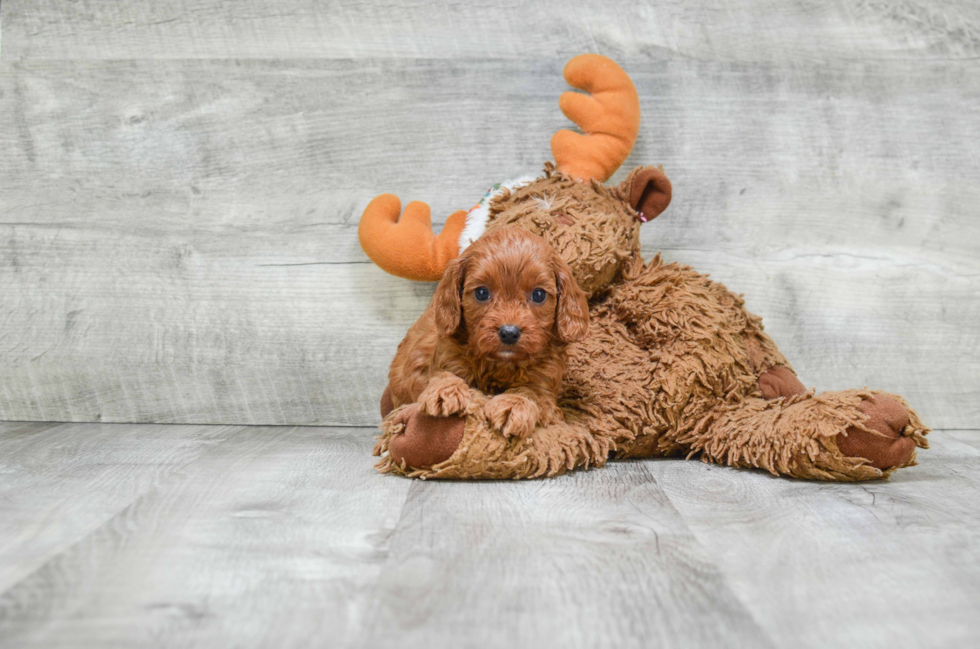 Small Cavapoo Baby