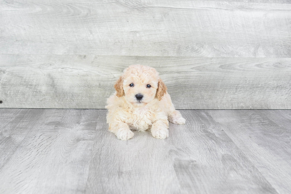 Best Maltipoo Baby