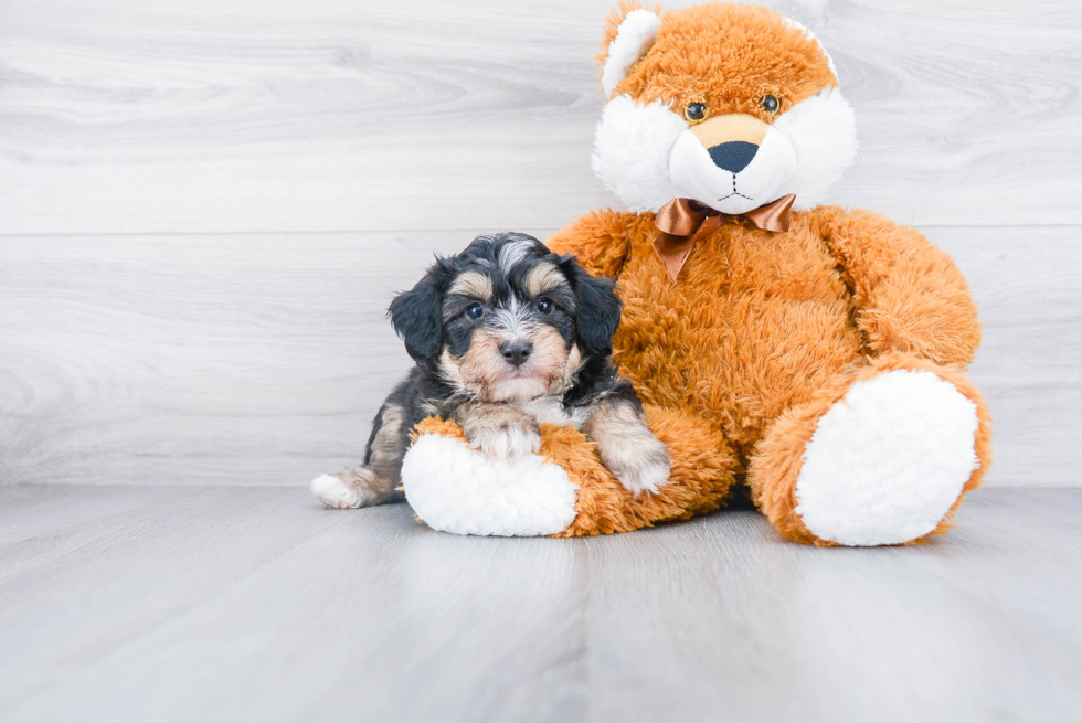 Best Mini Aussiedoodle Baby