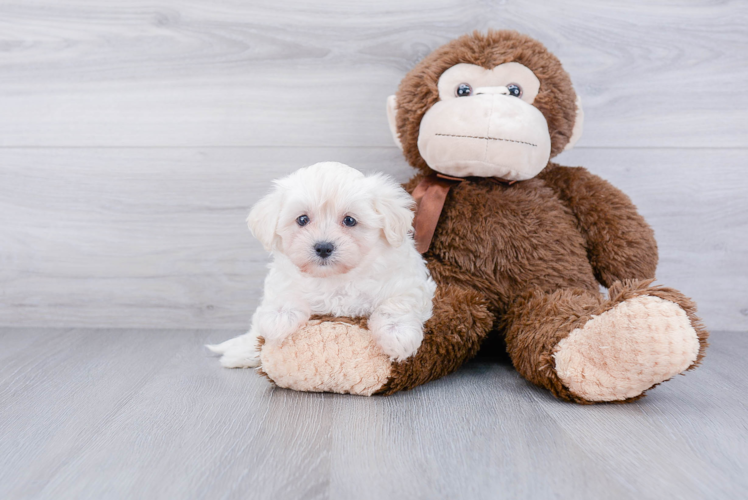 Maltipoo Pup Being Cute