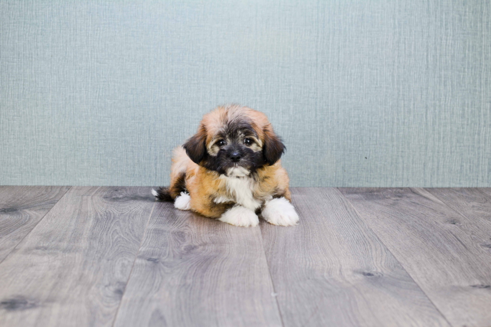 Happy Havanese Purebred Puppy