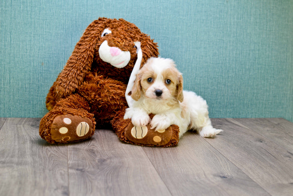 Happy Cavachon Baby