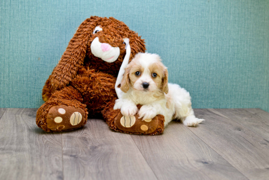 Happy Cavachon Baby