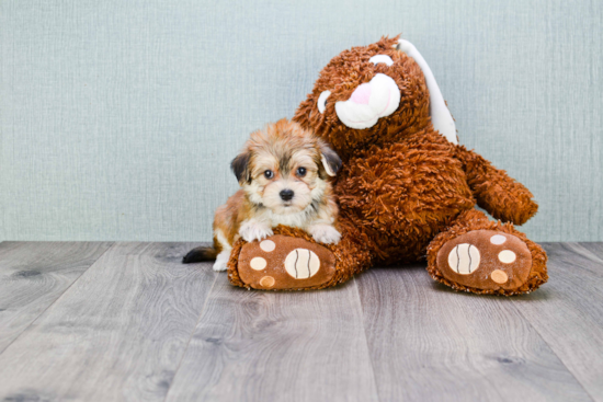 Morkie Pup Being Cute