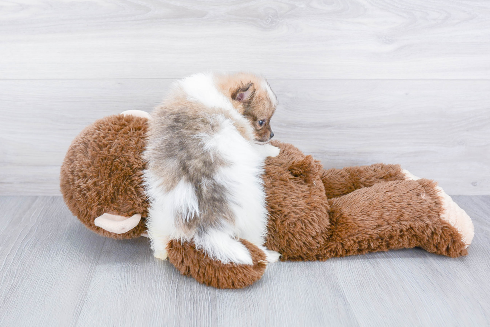 Pomeranian Puppy for Adoption