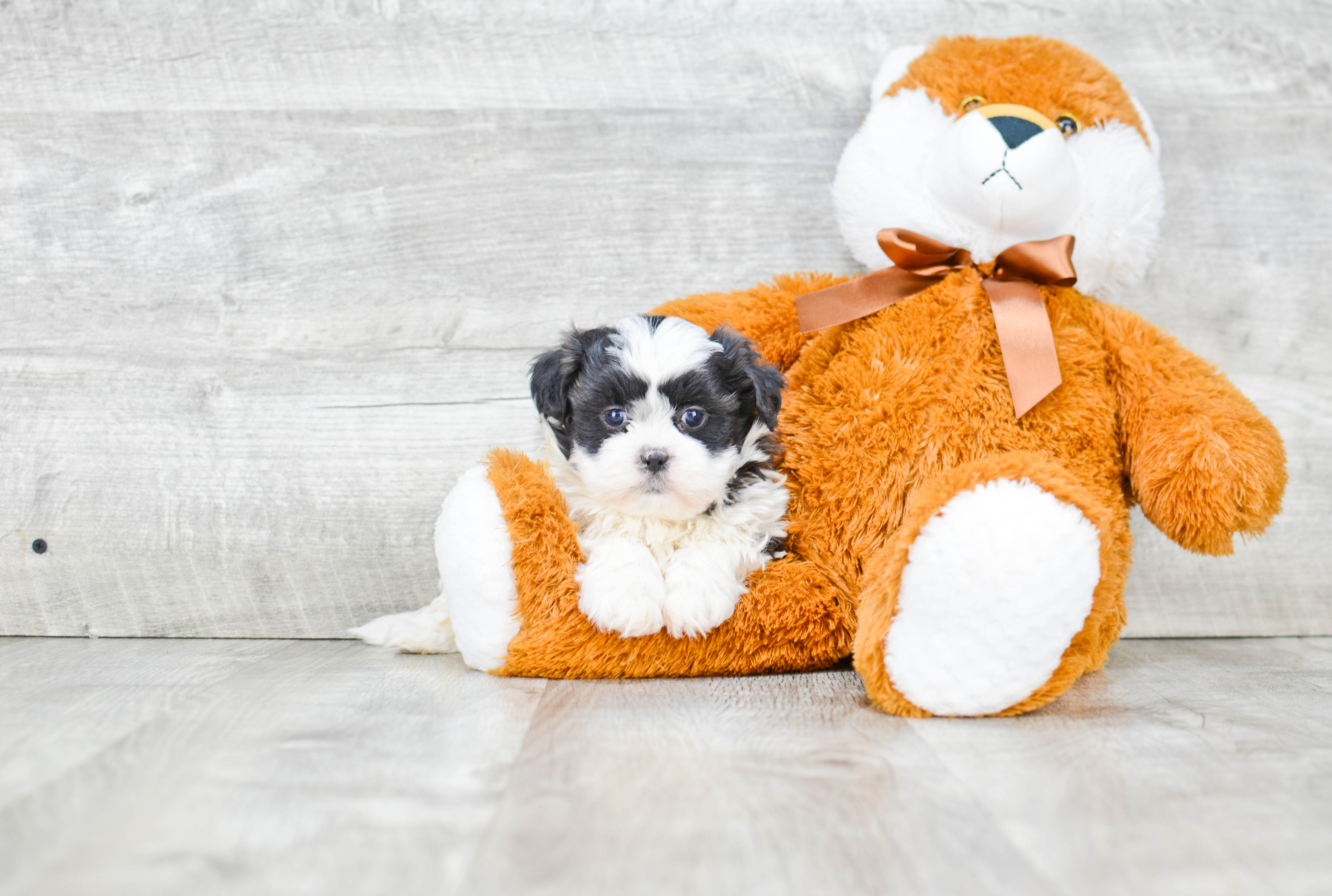 Adorable Shit Designer Puppy