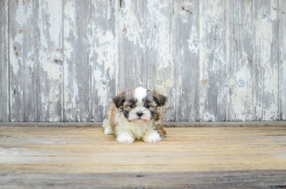 Happy Teddy Bear Baby