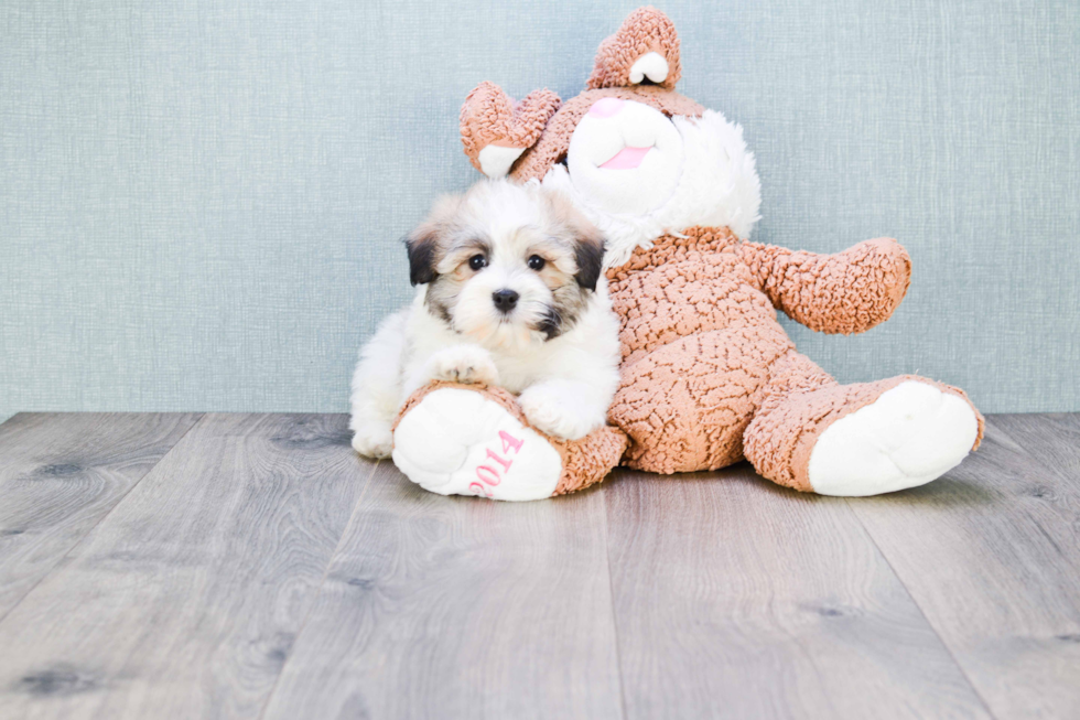 Adorable Havanese Purebred Puppy