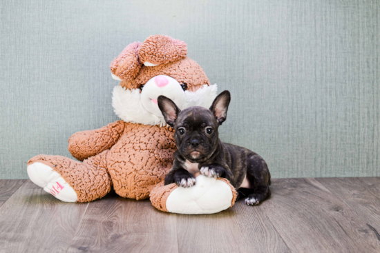 Playful French Bulldog Purebred Pup