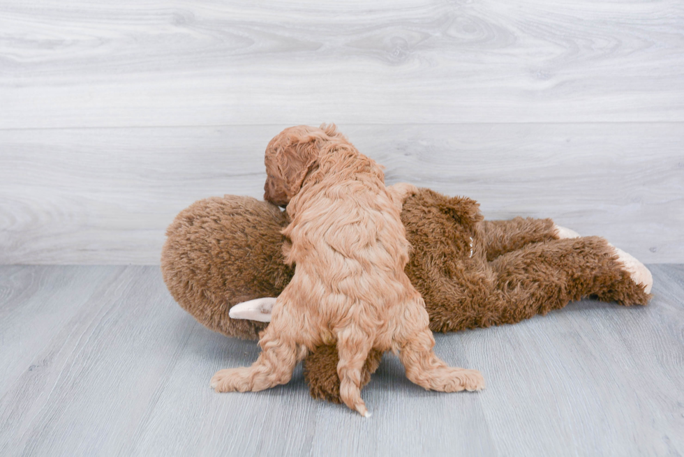 Happy Cavapoo Baby