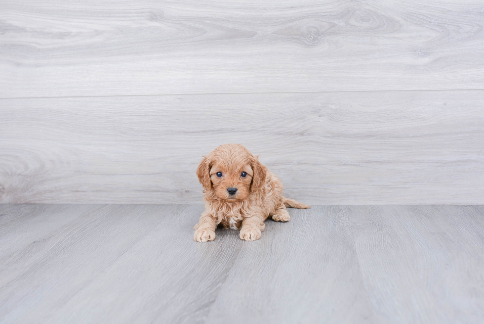 Cavapoo Puppy for Adoption