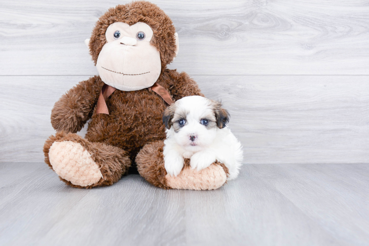 Fluffy Teddy Bear Designer Pup