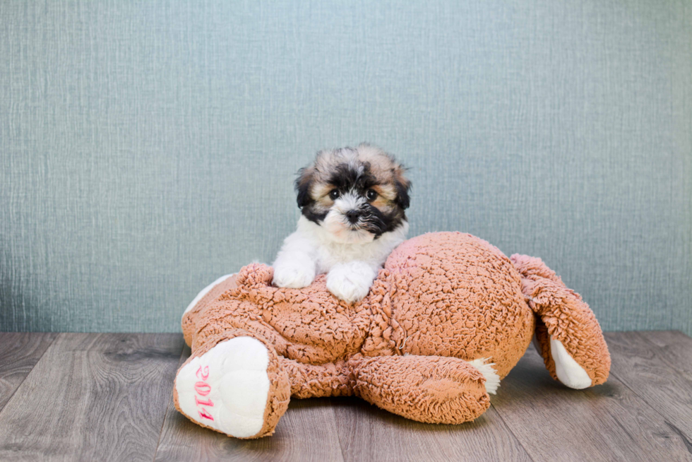 Cute Havanese Purebred Puppy