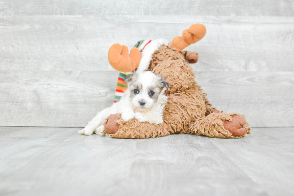 Havanese Pup Being Cute