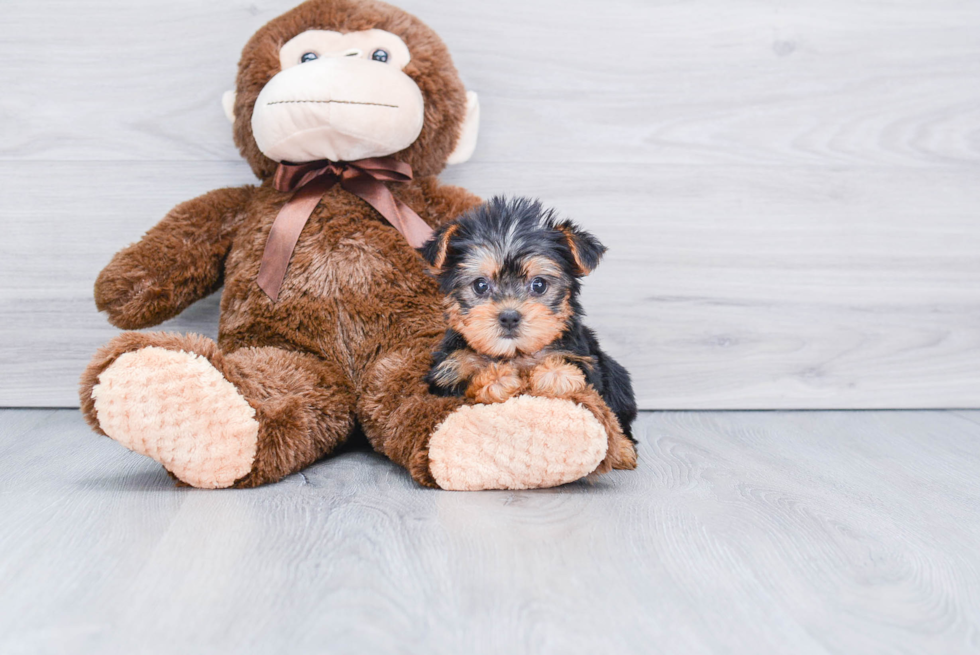 Meet Victoria - our Yorkshire Terrier Puppy Photo 