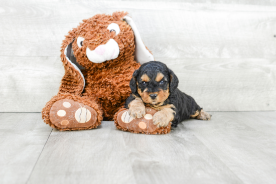 Cavapoo Pup Being Cute