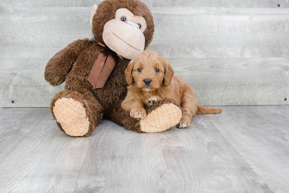 Small Mini Goldendoodle Baby