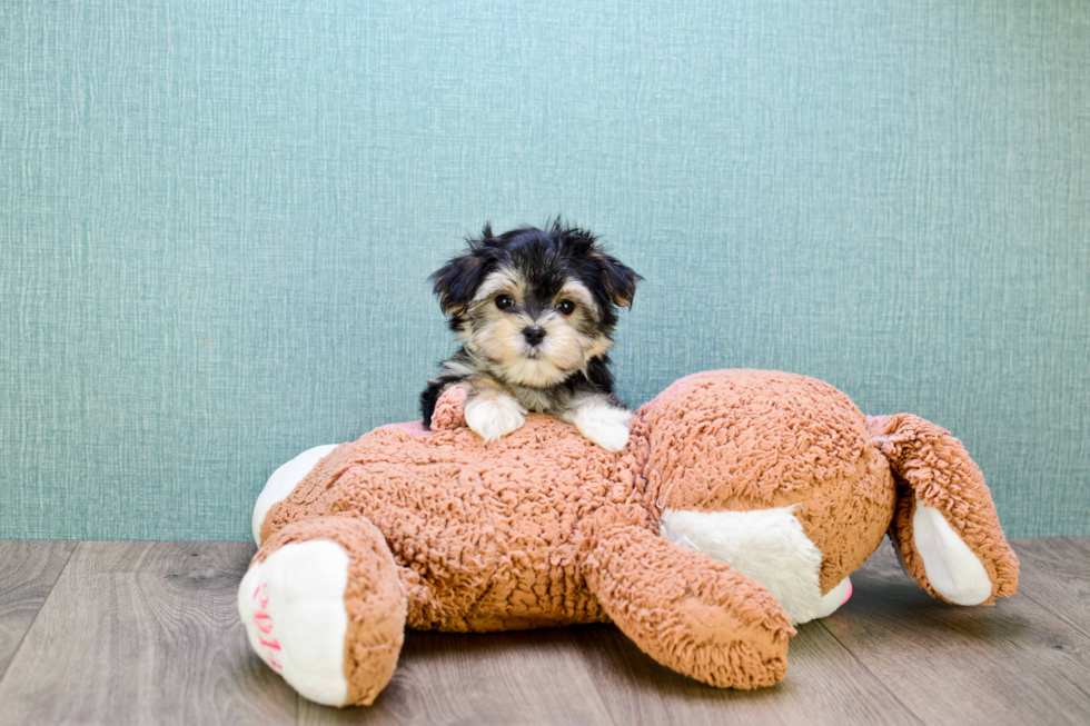 Smart Morkie Designer Pup