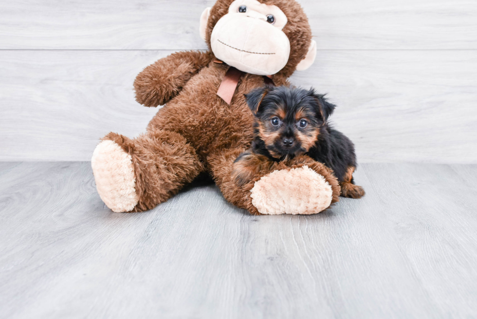 Meet Steph - our Yorkshire Terrier Puppy Photo 