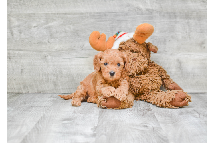 Cavapoo Puppy for Adoption