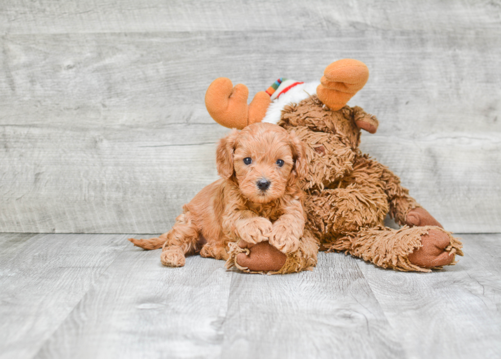 Cavapoo Puppy for Adoption