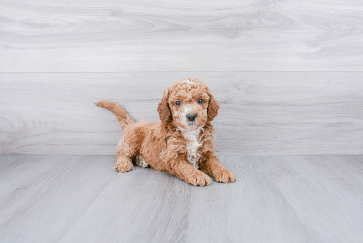 Cockapoo Pup Being Cute