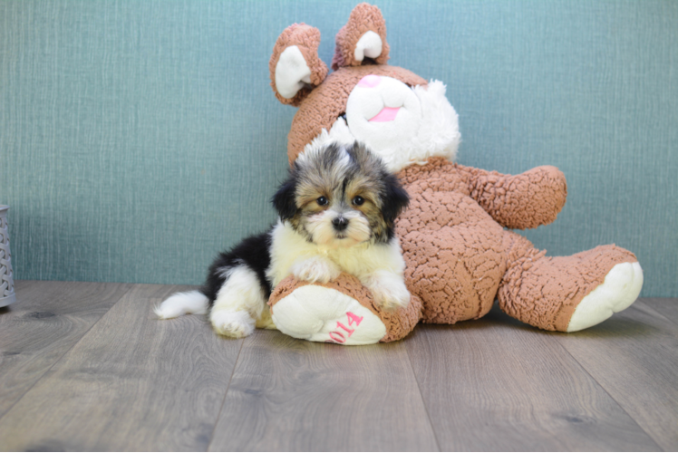 Morkie Pup Being Cute