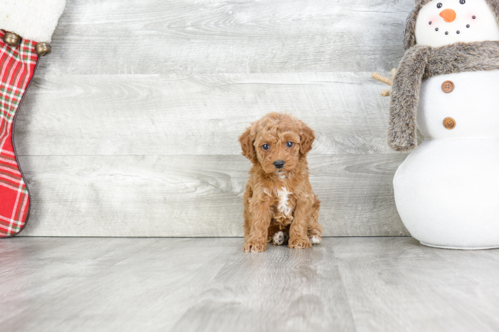 Best Cavapoo Baby