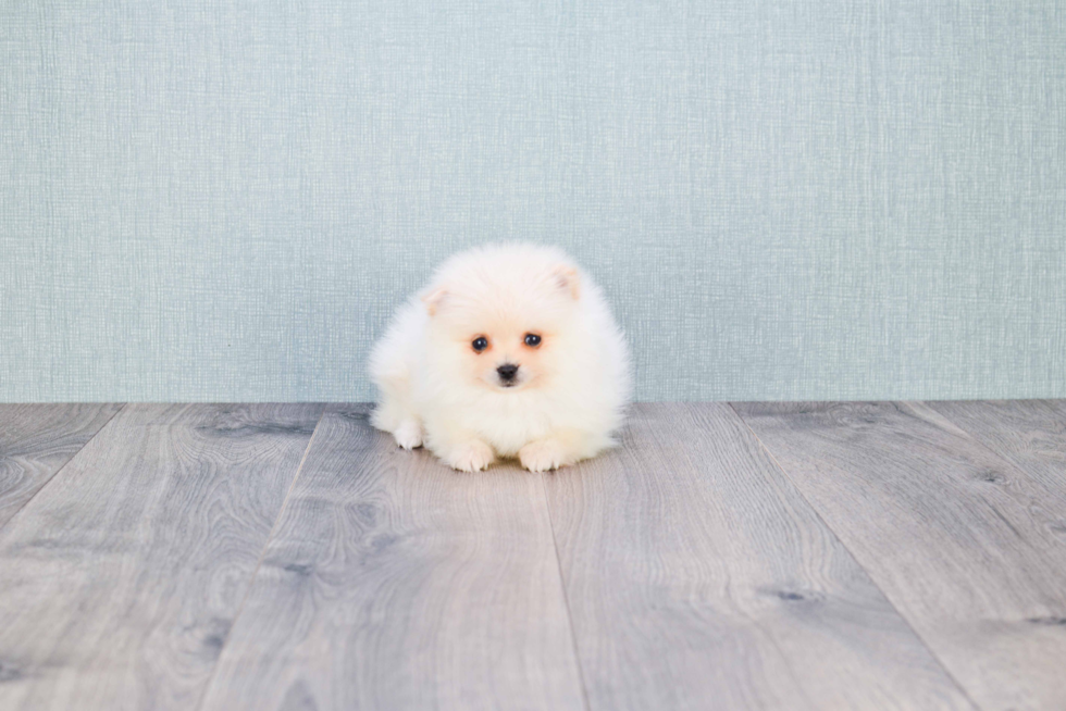 Playful Pomeranian Purebred Pup