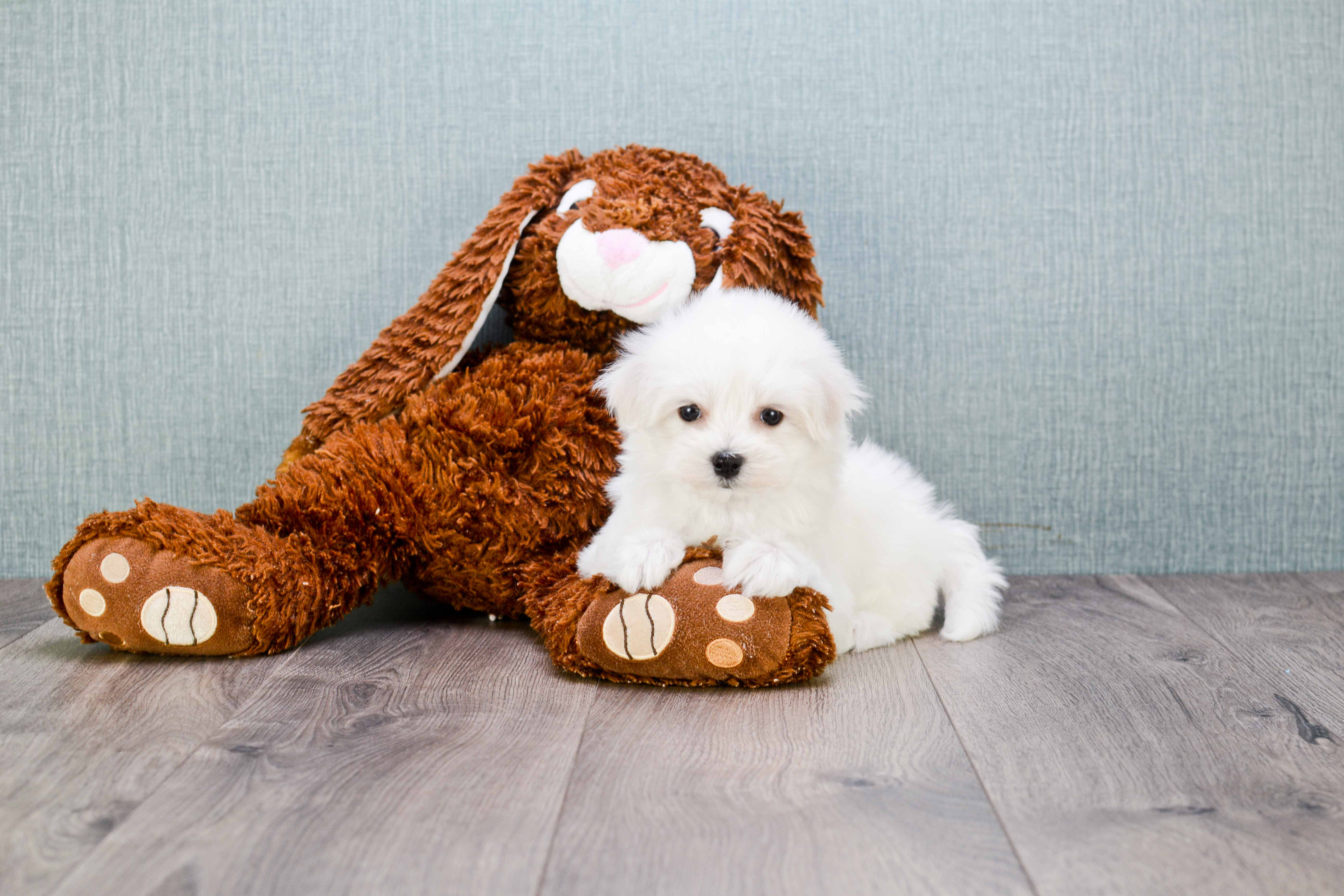 Maltese Pup Being Cute