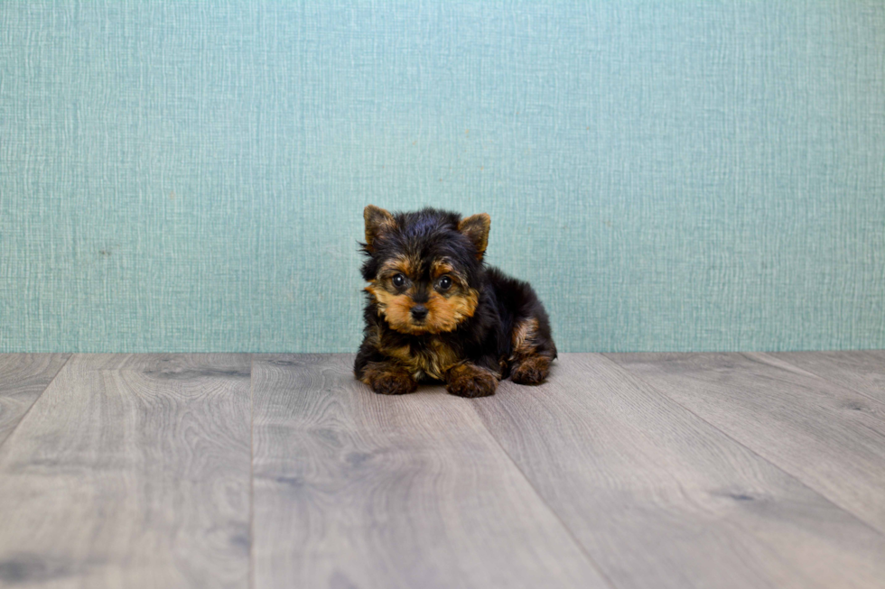 Meet Heidi - our Yorkshire Terrier Puppy Photo 