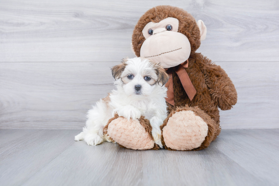 Teddy Bear Pup Being Cute