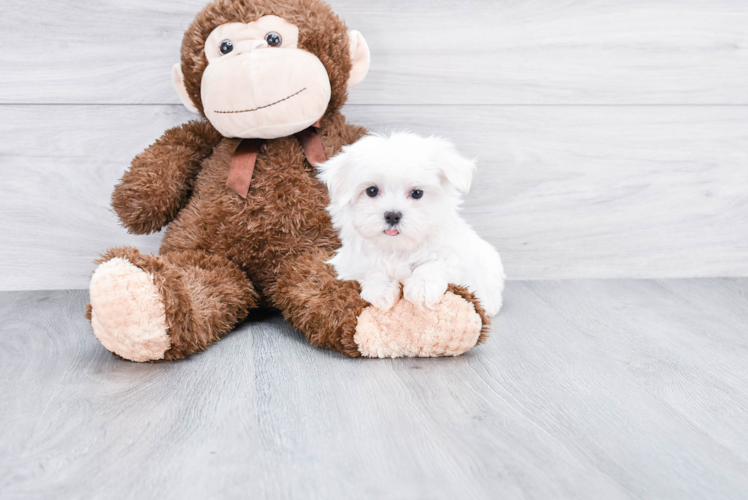 Funny Maltese Baby