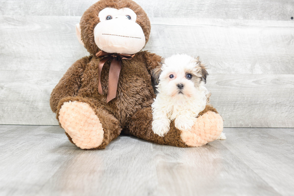 Playful Havanese Purebred Pup