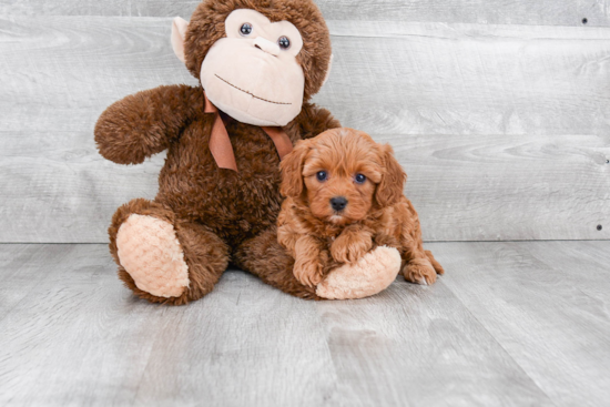 Best Cavapoo Baby