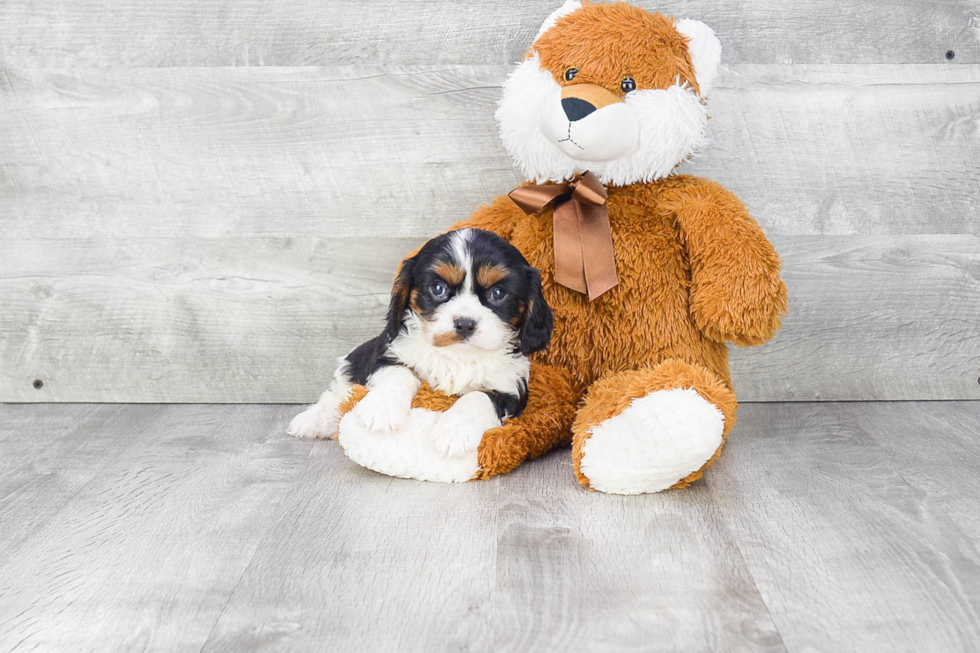 Cavalier King Charles Spaniel Puppy for Adoption