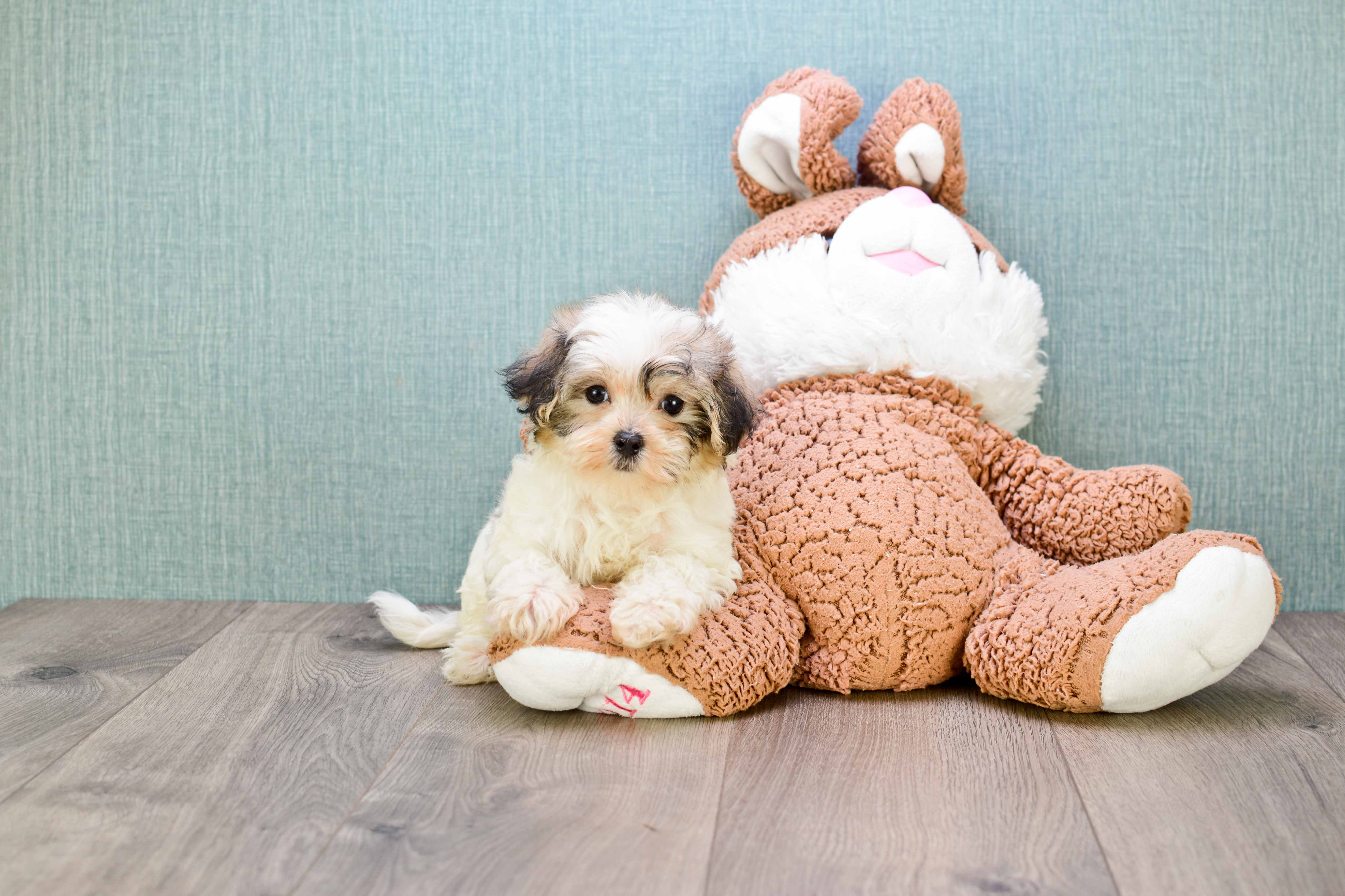Energetic Maltepoo Poodle Mix Puppy