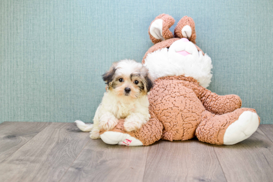 Energetic Maltepoo Poodle Mix Puppy