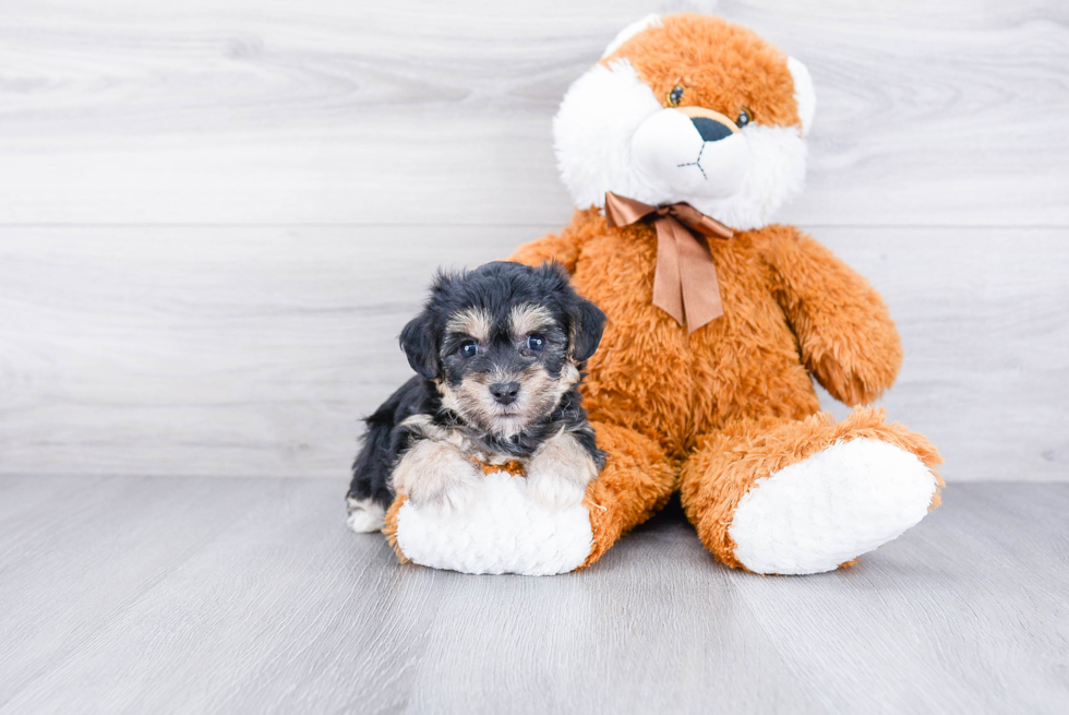Cute Morkie Baby
