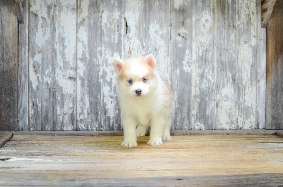 Pomsky Pup Being Cute