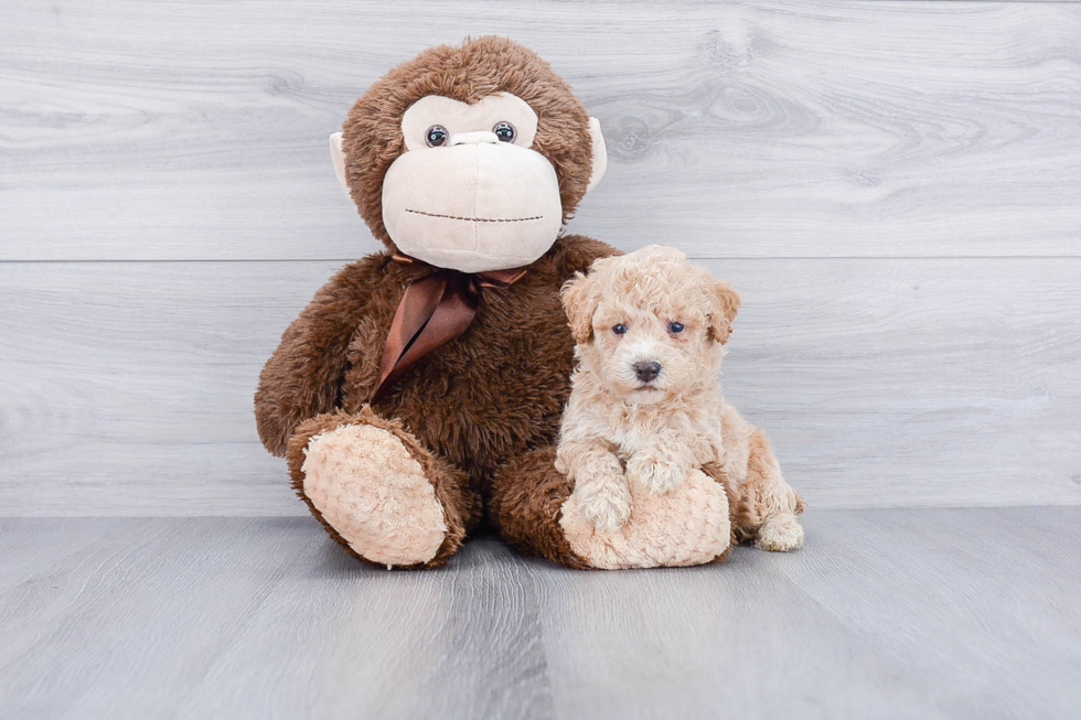 Best Maltipoo Baby