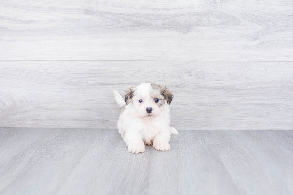 Teddy Bear Pup Being Cute