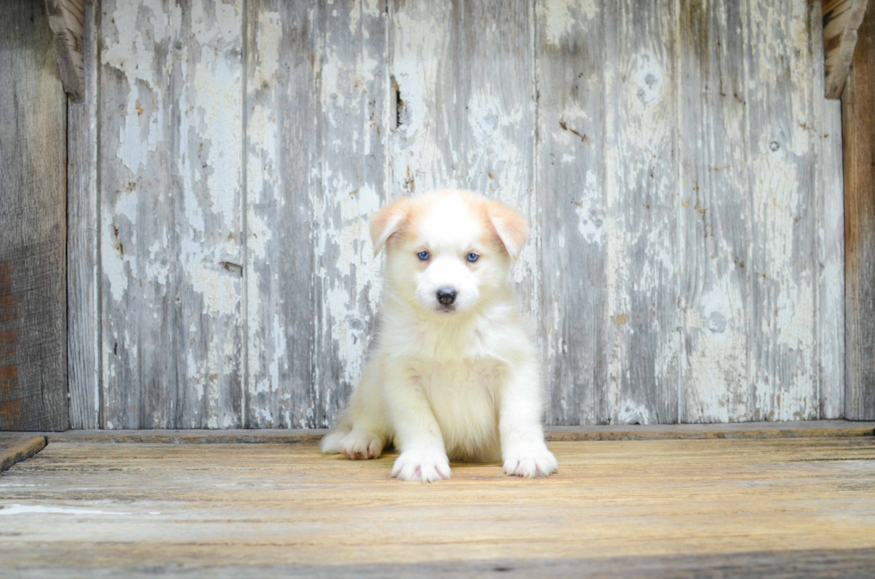 Small Pomsky Baby