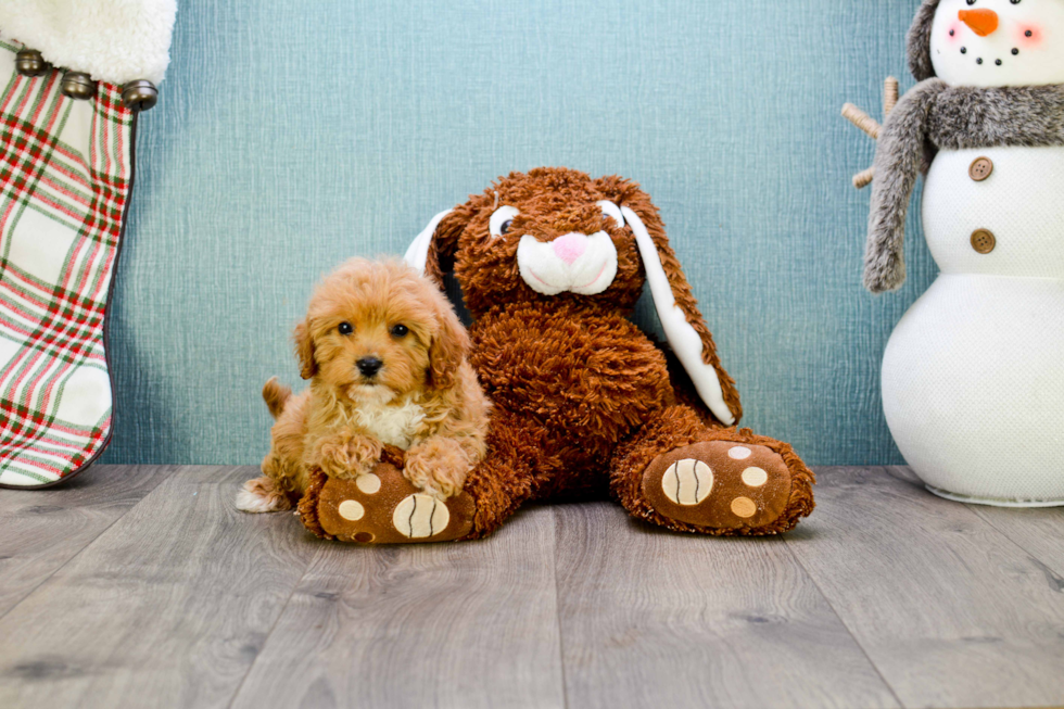 Popular Cavapoo Poodle Mix Pup