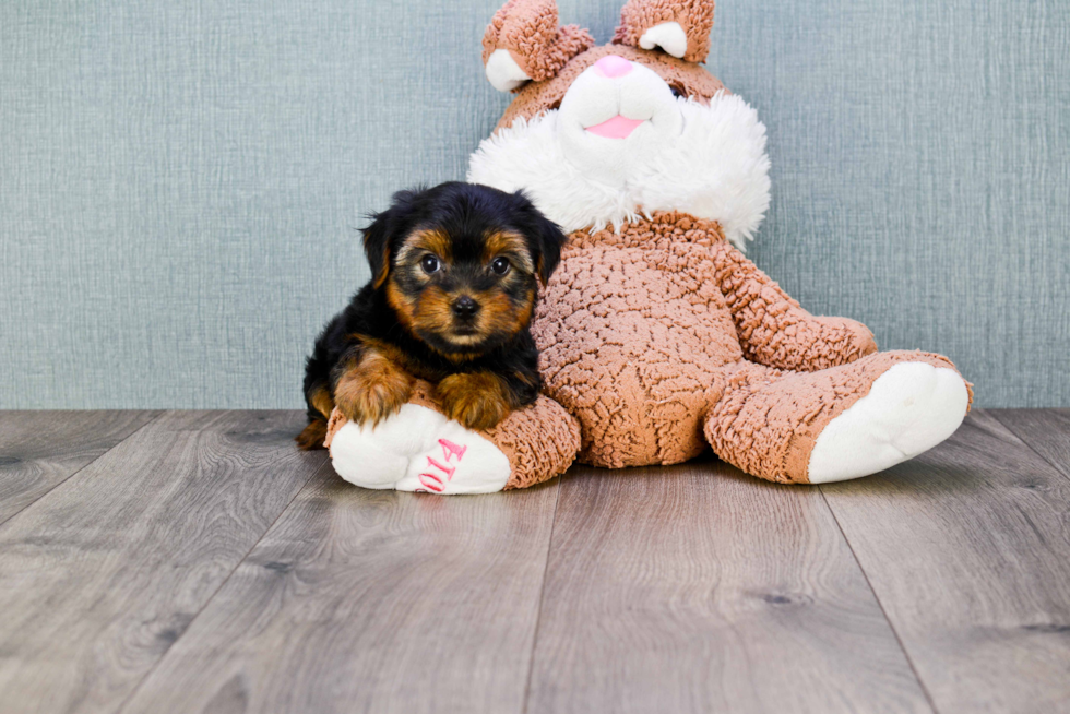 Meet Snickers - our Yorkshire Terrier Puppy Photo 