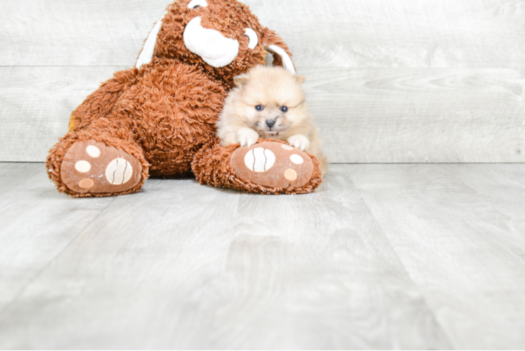 Adorable Pomeranian Purebred Puppy