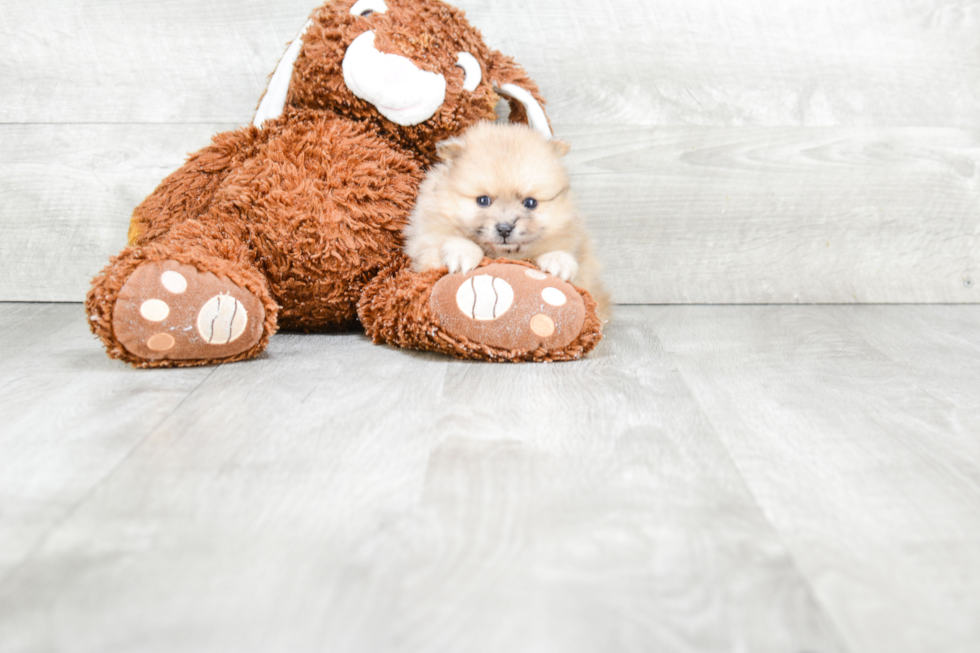 Adorable Pomeranian Purebred Puppy