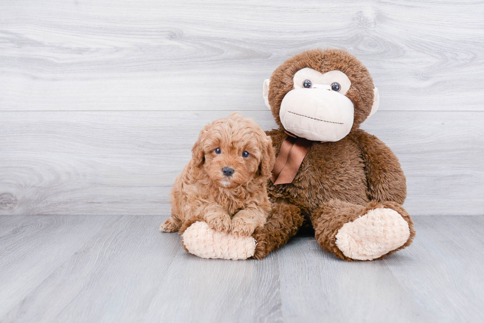 Playful Cavoodle Poodle Mix Puppy