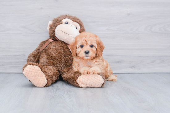 Best Cavapoo Baby